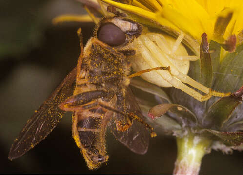 Image of Flower Crab Spiders