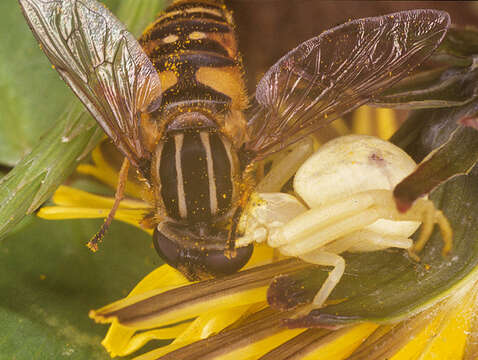 Image of Flower Crab Spiders