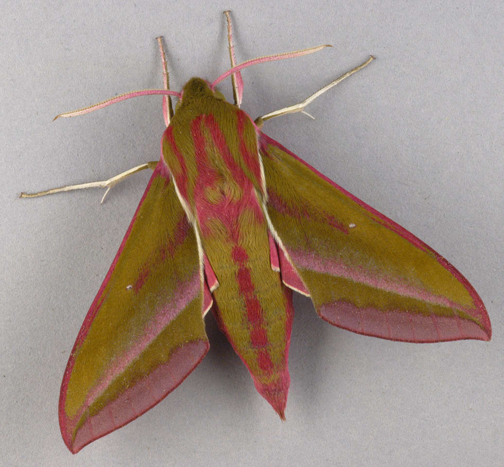 Image of elephant hawk-moth