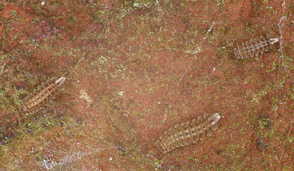 Image of bristly millipede