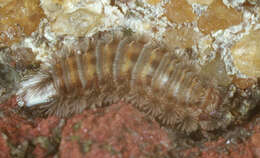 Image of bristly millipede