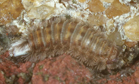 Image of myriapods