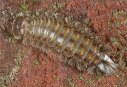 Image of bristly millipede