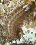 Image of bristly millipede