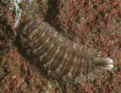 Image of bristly millipede