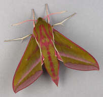 Image of elephant hawk-moth