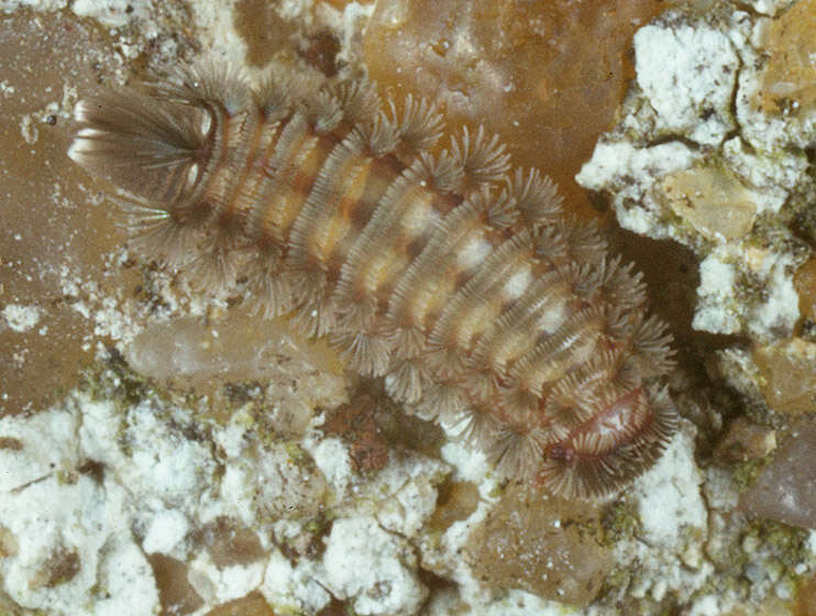 Image of bristly millipede