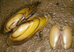 Image of Painter's Mussel