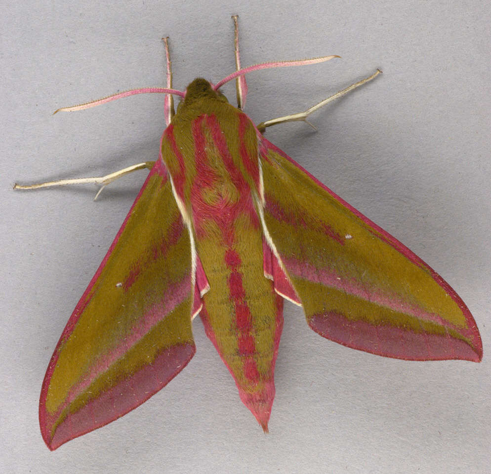 Image of elephant hawk-moth