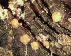 Image of resin sarea lichen