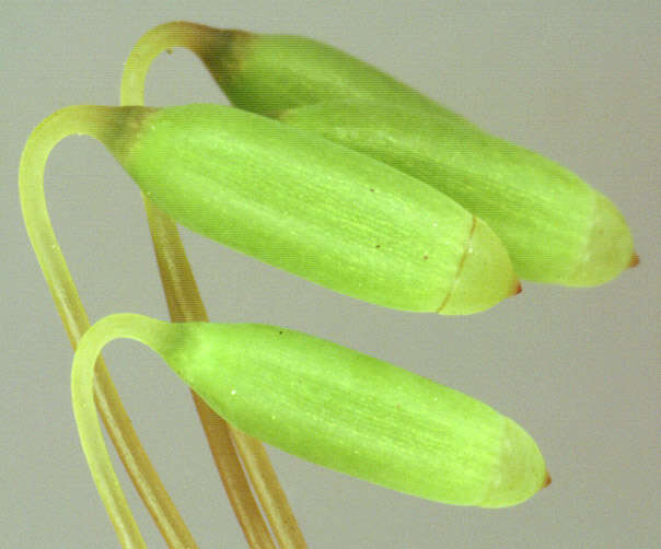 Image of Plagiomnium undulatum T. Koponen 1968