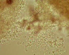 Image of resin sarea lichen