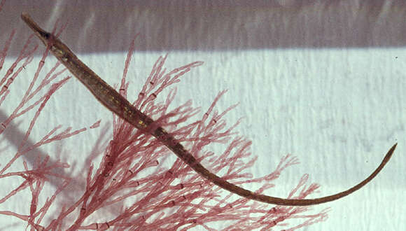 Image of Common Pipefish