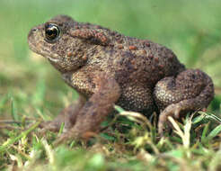 Image of Common Toad