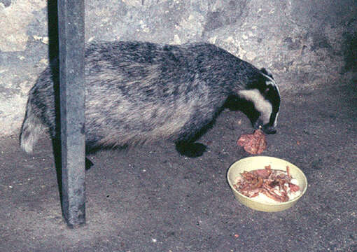 Image of badger