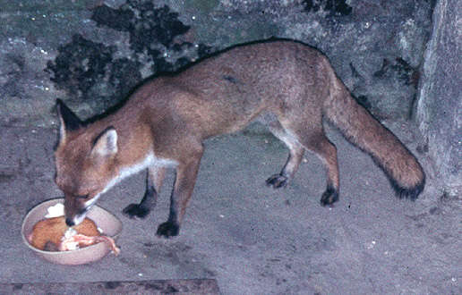 Image of Foxes