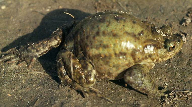 Image of Common Toad