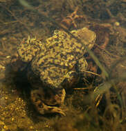 Image of Common Toad