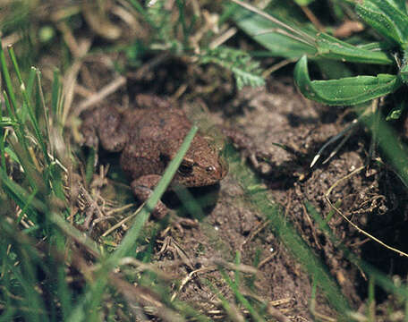 Image of Common Toad