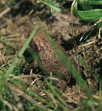 Image of Common Toad