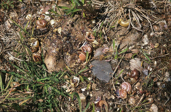 Image of Song Thrush