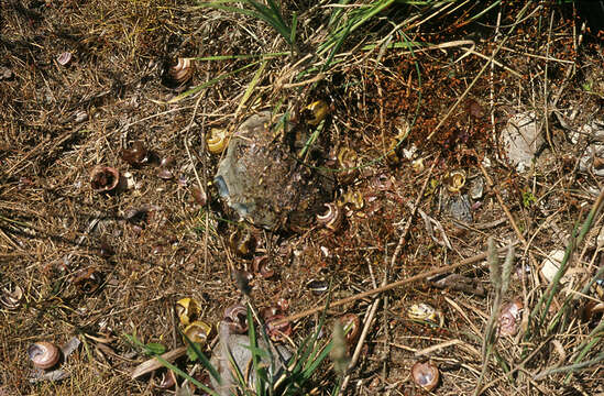 Image of Brown Lipped Snail