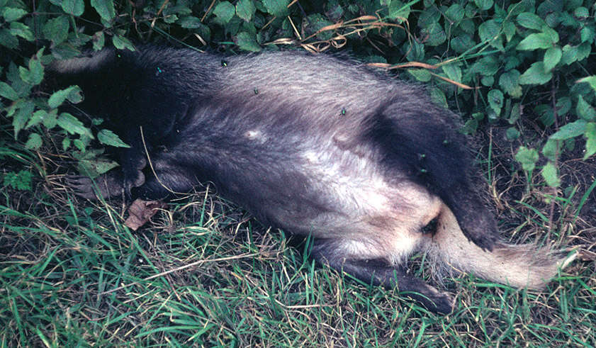 Image of badger