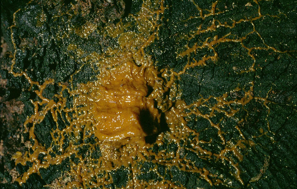 Image of Badhamia utricularis