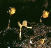 Image of Trichia decipiens