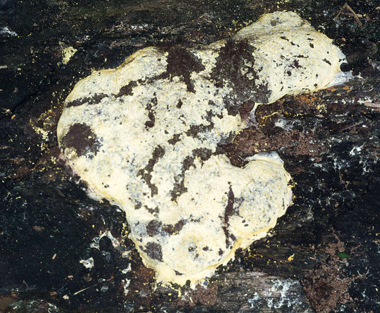 Image of Fuligo septica var. flava