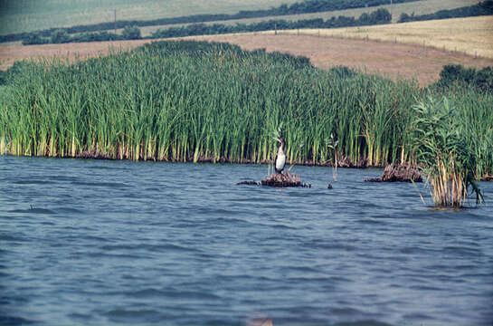 Image of Black Shag