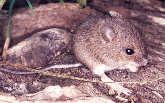 Image of wood mouse, long-tailed field mouse