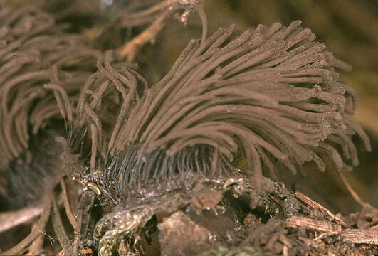 Image of Stemonitis fusca