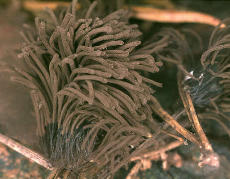 Image of Stemonitis fusca