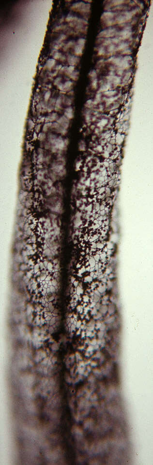 Image of Stemonitis fusca