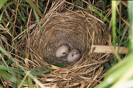 Imagem de Emberiza schoeniclus (Linnaeus 1758)