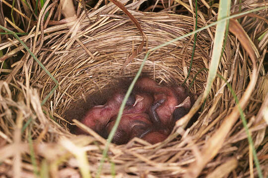 Image of Common Reed Bunting