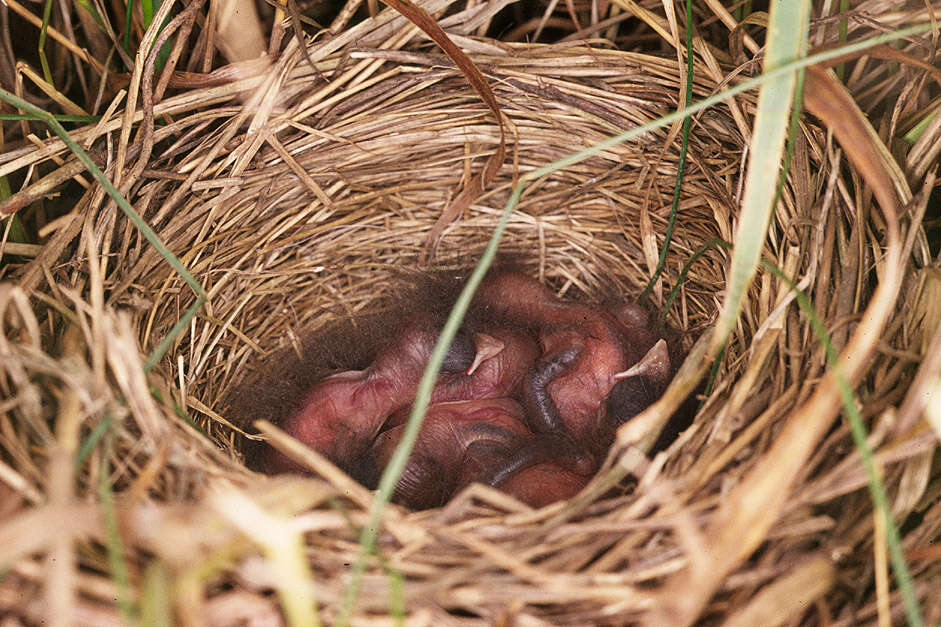 Image of Common Reed Bunting