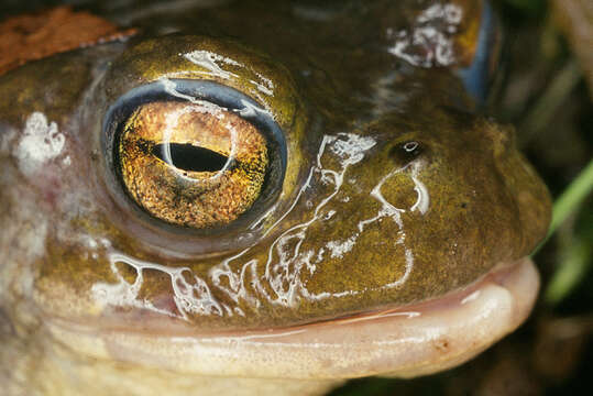 Image of Common Toad