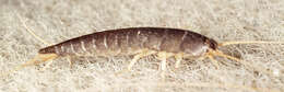 Image of Lepisma