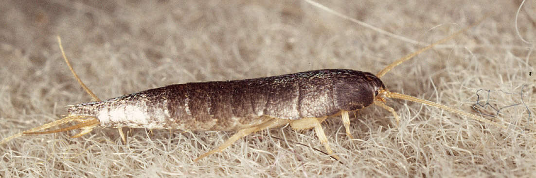 Image of Lepisma