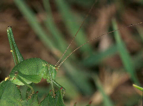 Image of speckled bush-cricket