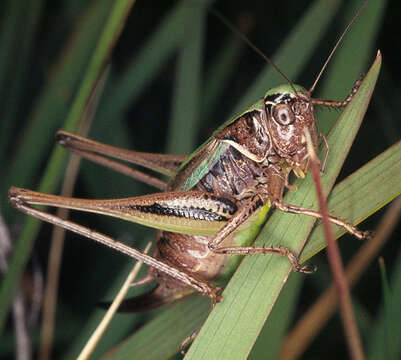 Image of bog bush-cricket