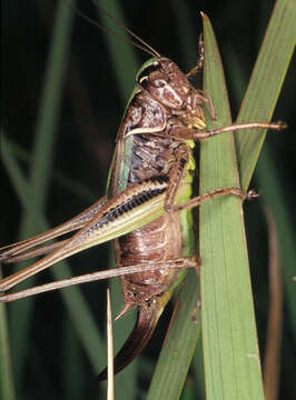 Image of bog bush-cricket