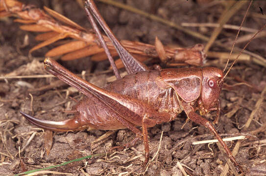 Image of dark bush-cricket