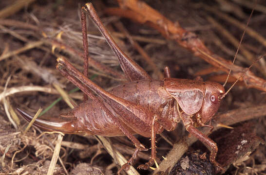 Image of dark bush-cricket