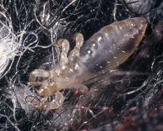 Image of Body Louse