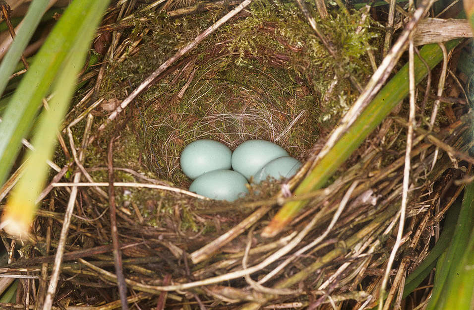 Image of Dunnock