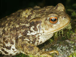 Image of Common Toad