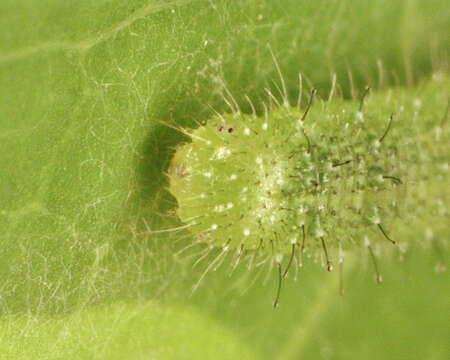 Image of small white